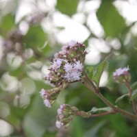 <i>Acilepis setigera</i>  (Arn.) H.Rob. & Skvarla